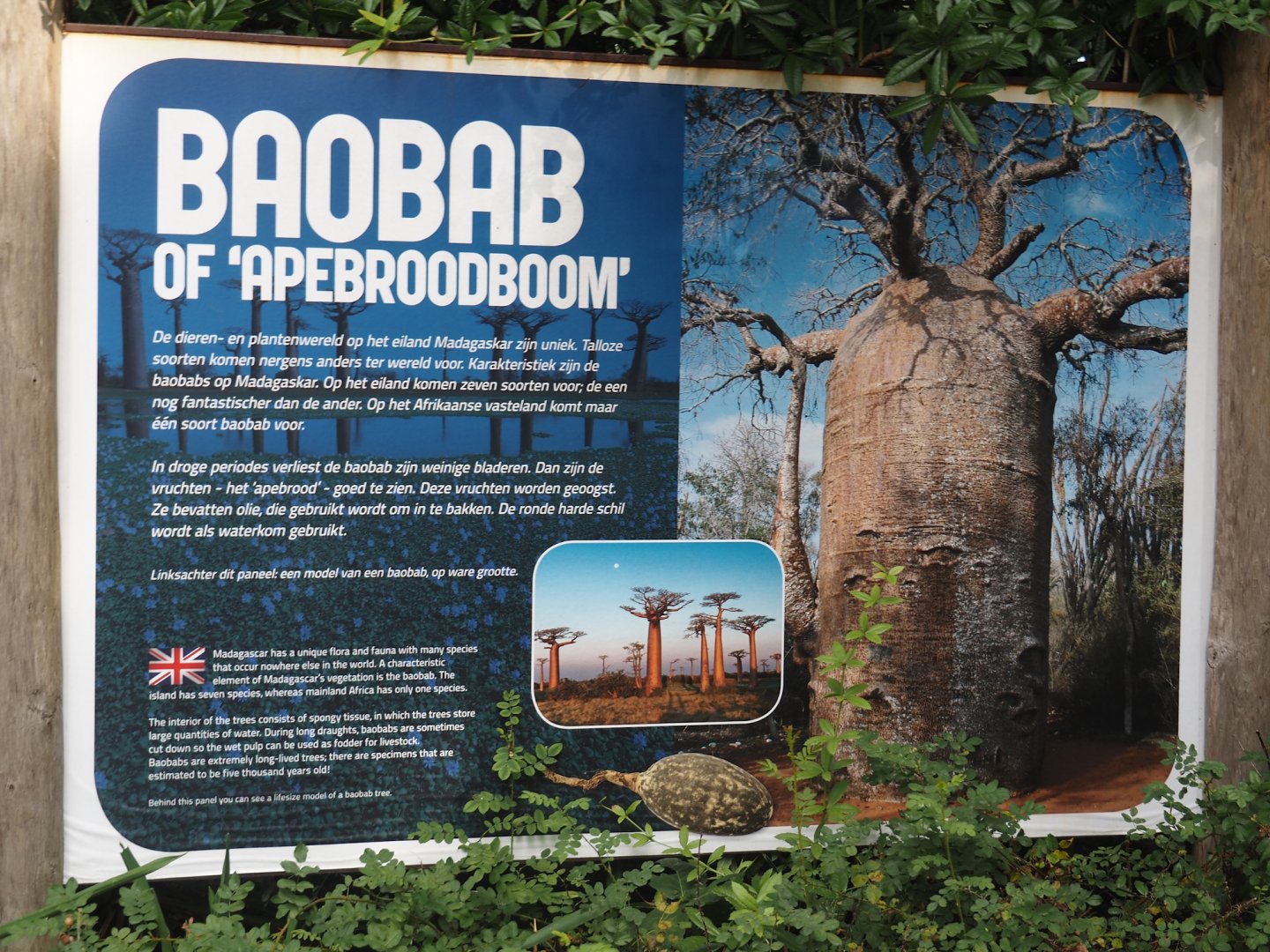Madagascar baobab signage, 2024-08-18