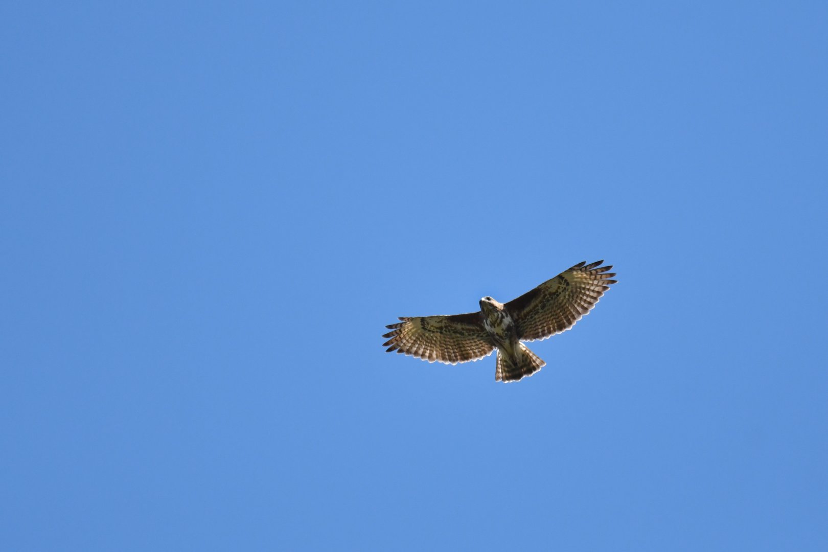 Madagascar Baza Aviceda madagascariensis