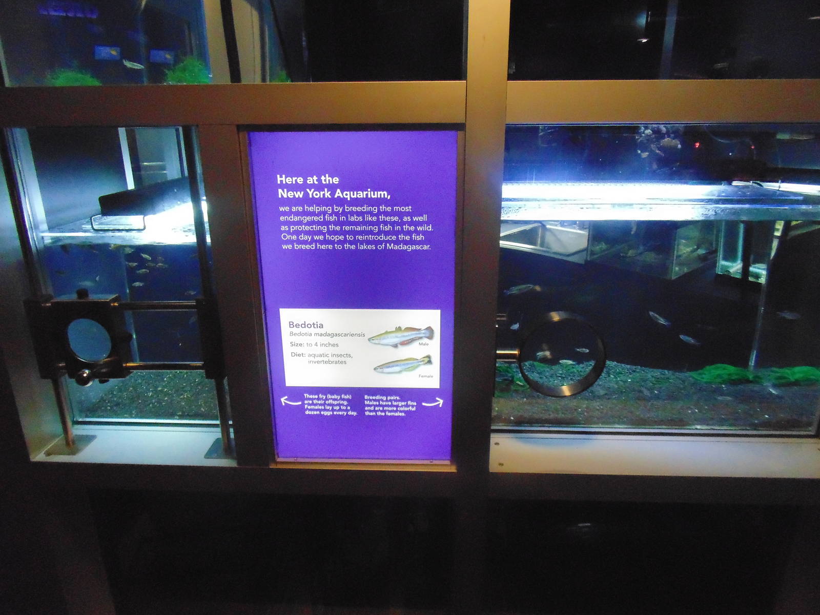 Madagascar Bedotia &amp; Madgascar Pachypanchax Tanks