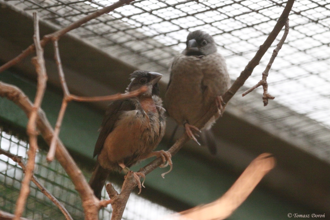 Madagascar Bibfinches (Lepidopygia nana) October 2009