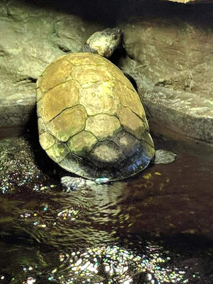 Madagascar big headed turtle (Erymnochelys madagascariensis)