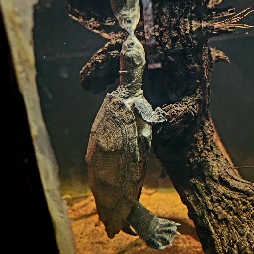 Madagascar Big-Headed Turtle (Erymnochelys madagascariensis)
