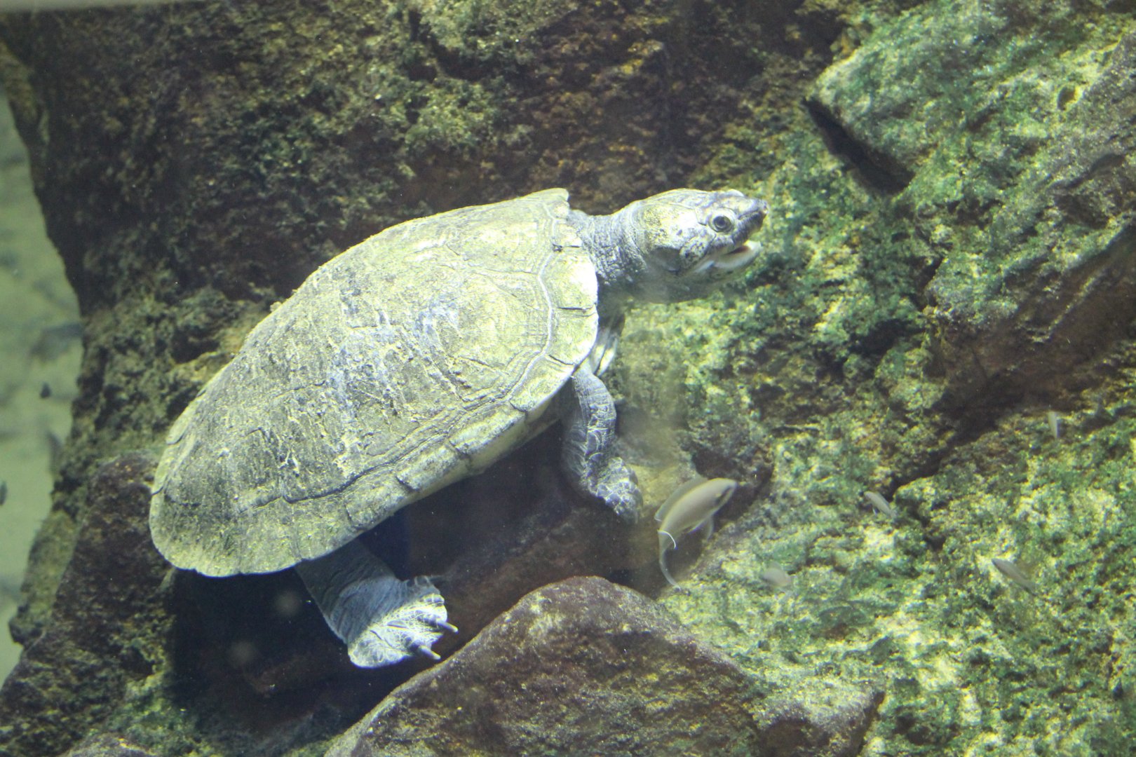 Madagascar Big-headed Turtle (Erymnochelys madagascariensis)