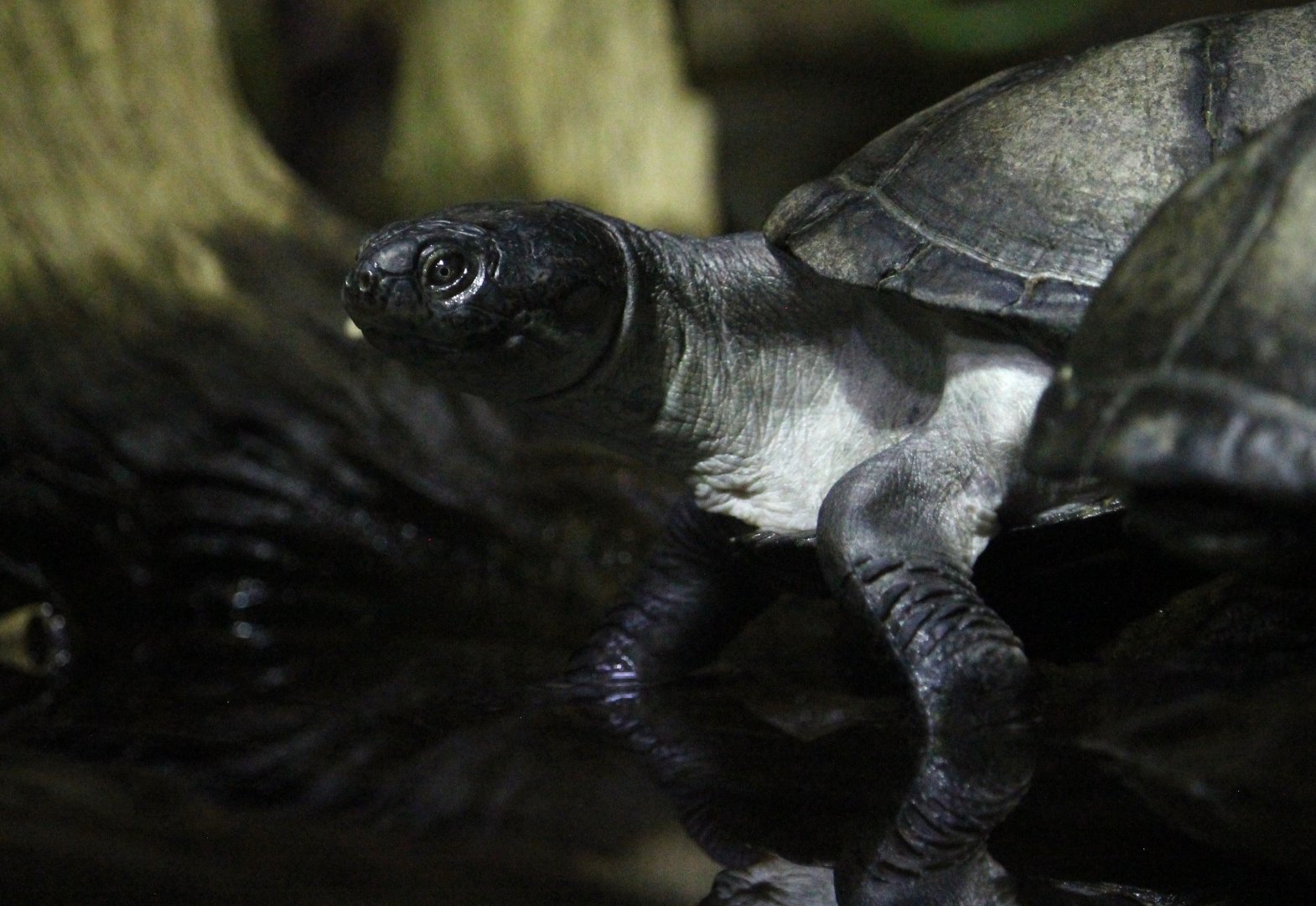 Madagascar Big-headed Turtle (Erymnochelys madagascariensis)