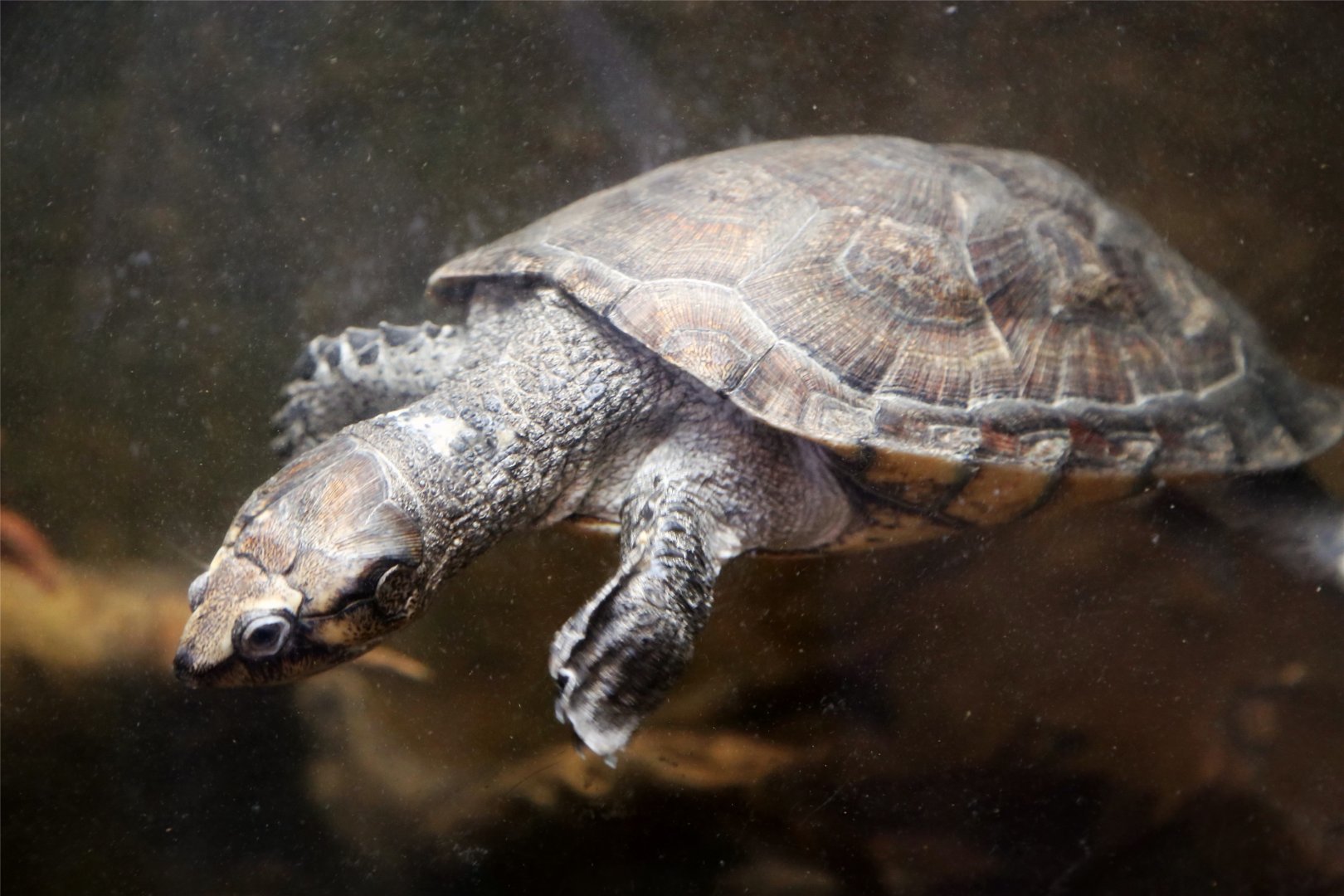 Madagascar Big-headed Turtle (Erymnochelys madagascariensis)