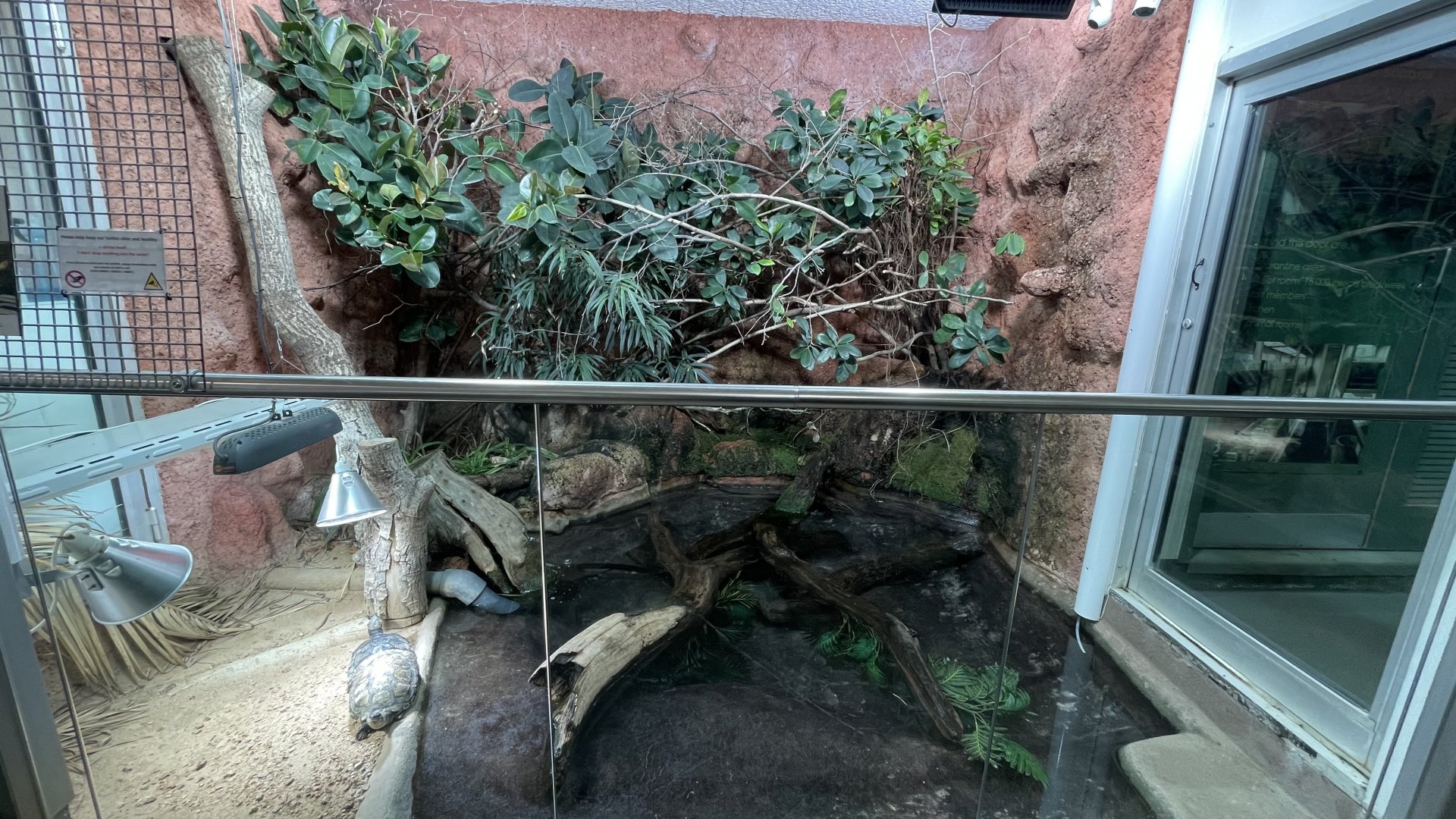 Madagascar big headed turtle exhibit