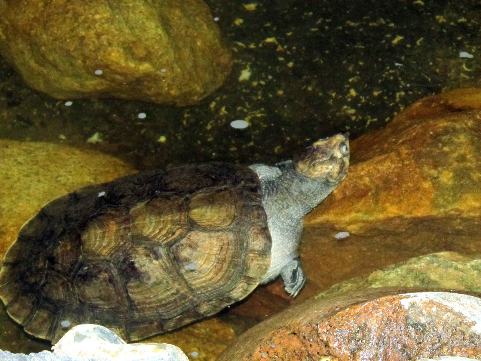 Madagascar Big-headed Turtle