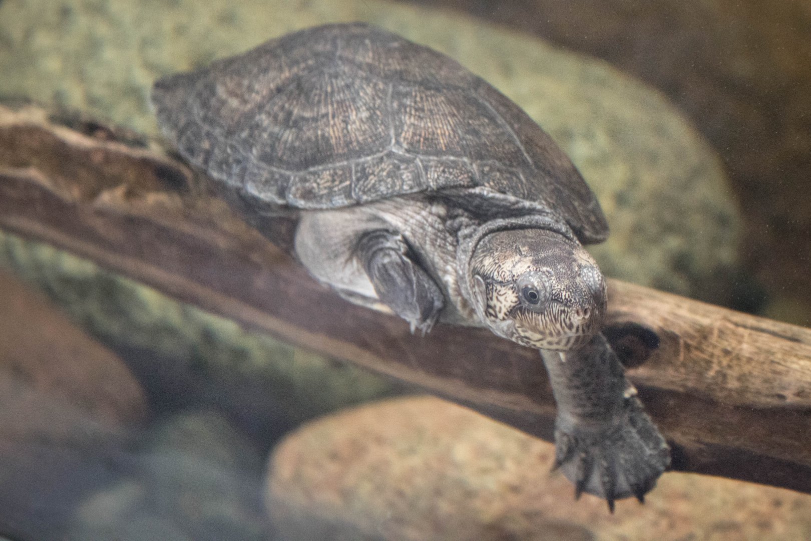 Madagascar big-headed turtle