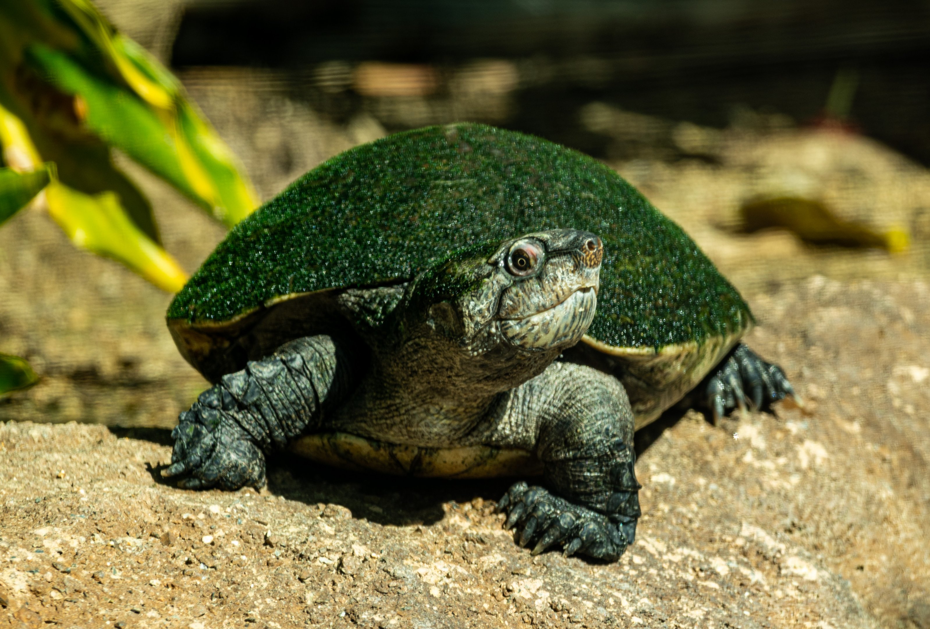 Madagascar Big Headed Turtle