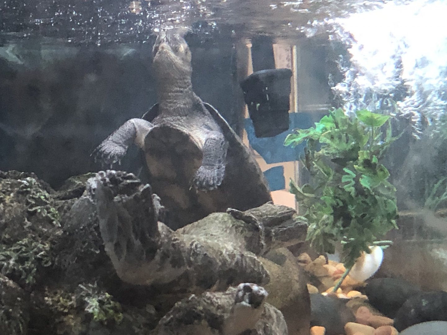 Madagascar big-headed turtle