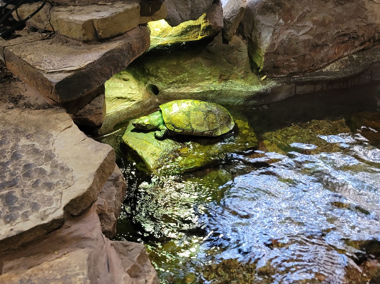 Madagascar Big Headed Turtle