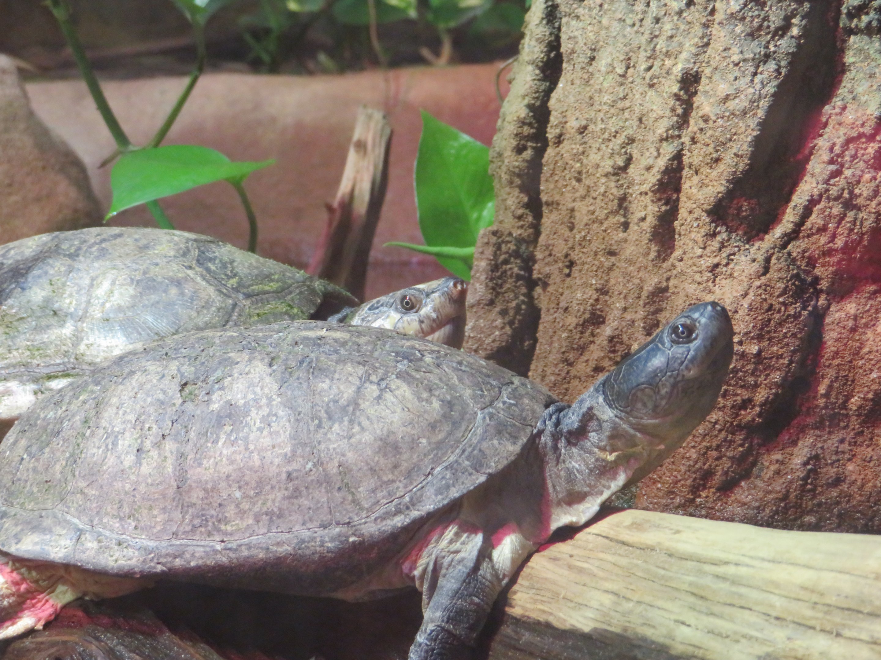 Madagascar Big-headed Turtles