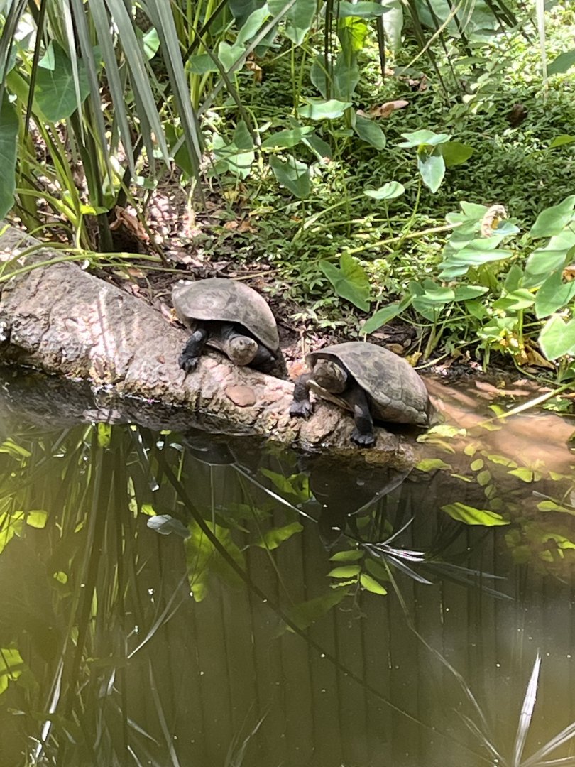 Madagascar Big-headed Turtles