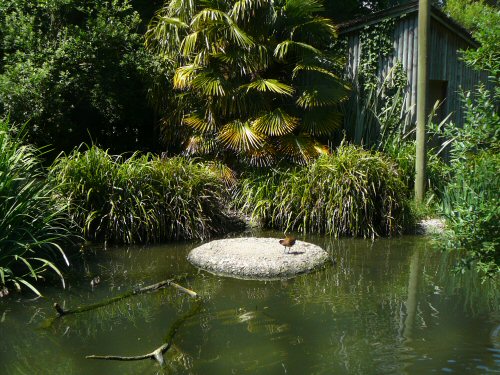 madagascar bird hides at Durrell/Jersey