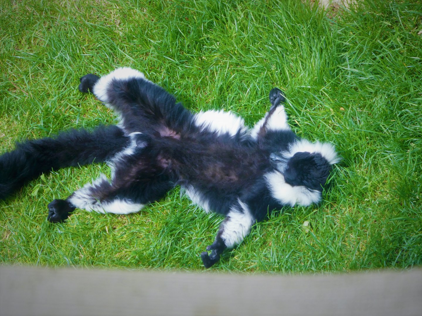 Madagascar - Black-and-white Ruffed Lemur