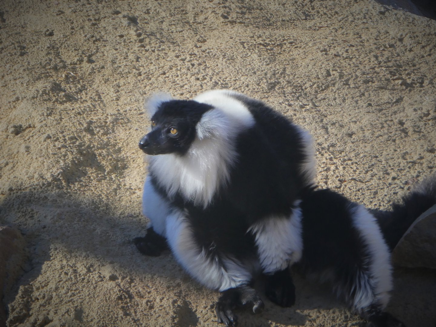 Madagascar - Black-and-white Ruffed-Lemur