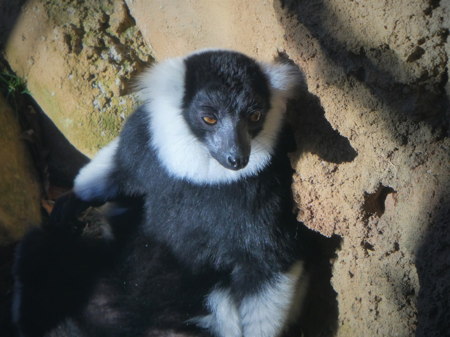 Madagascar - Black-and-white Ruffed-Lemur