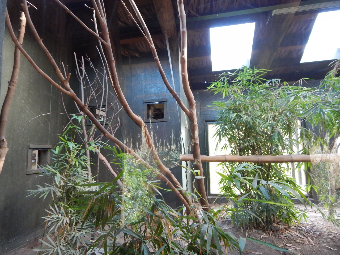 Madagascar - Black lemur enclosure 081020