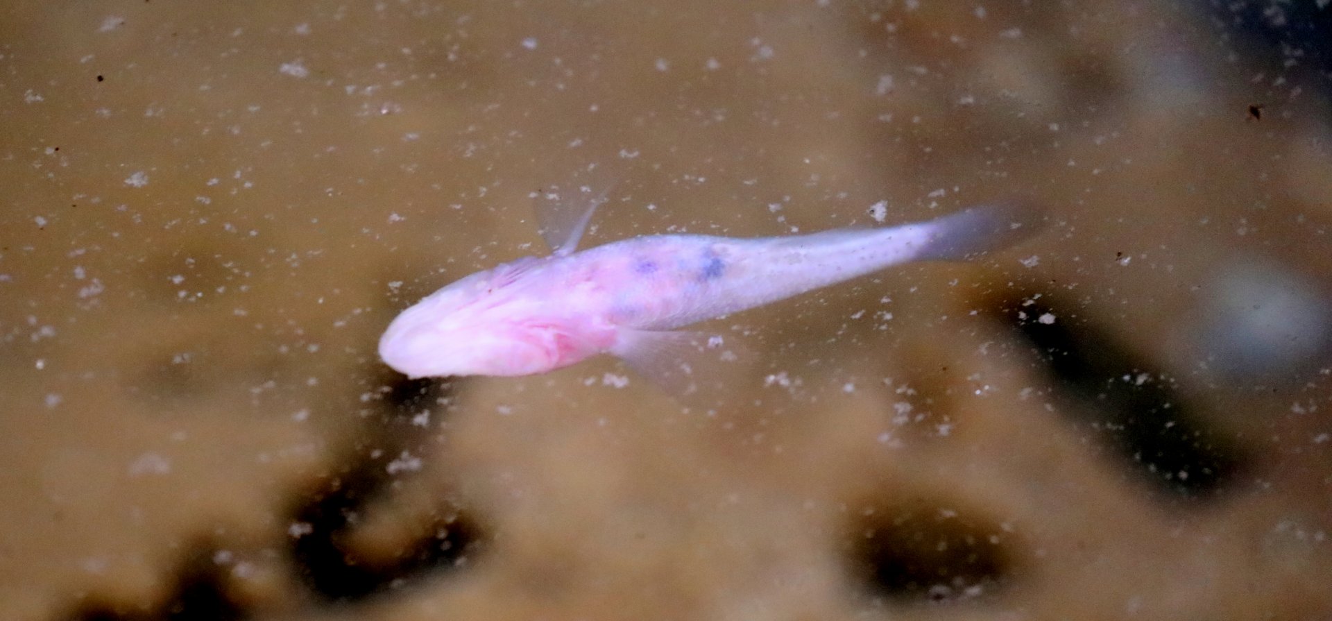 Madagascar Blind Cave Fish (Typhleotris madagascariensis)