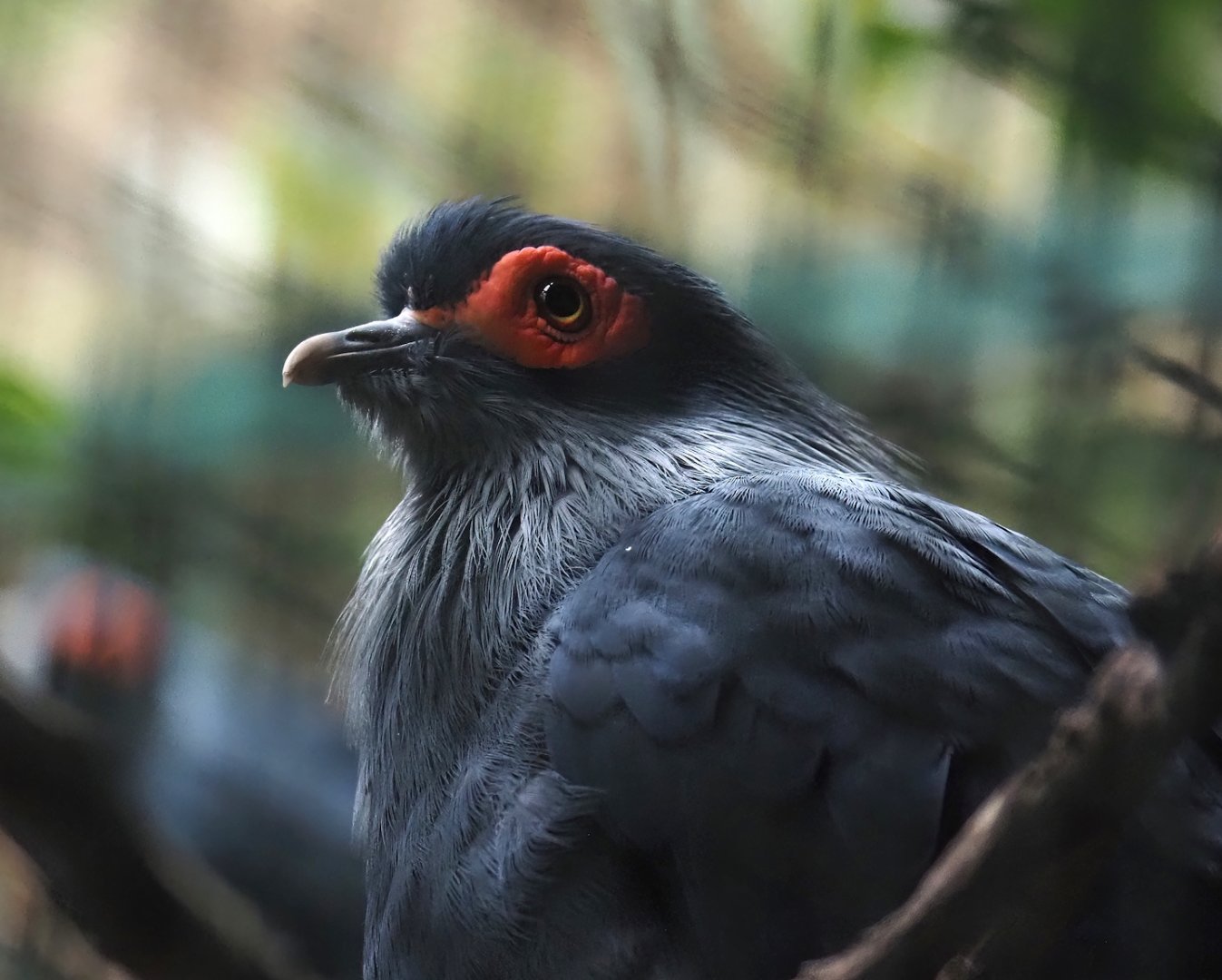 Madagascar blue pigeon (Alectroenas madagascariensis), 2024-05-22
