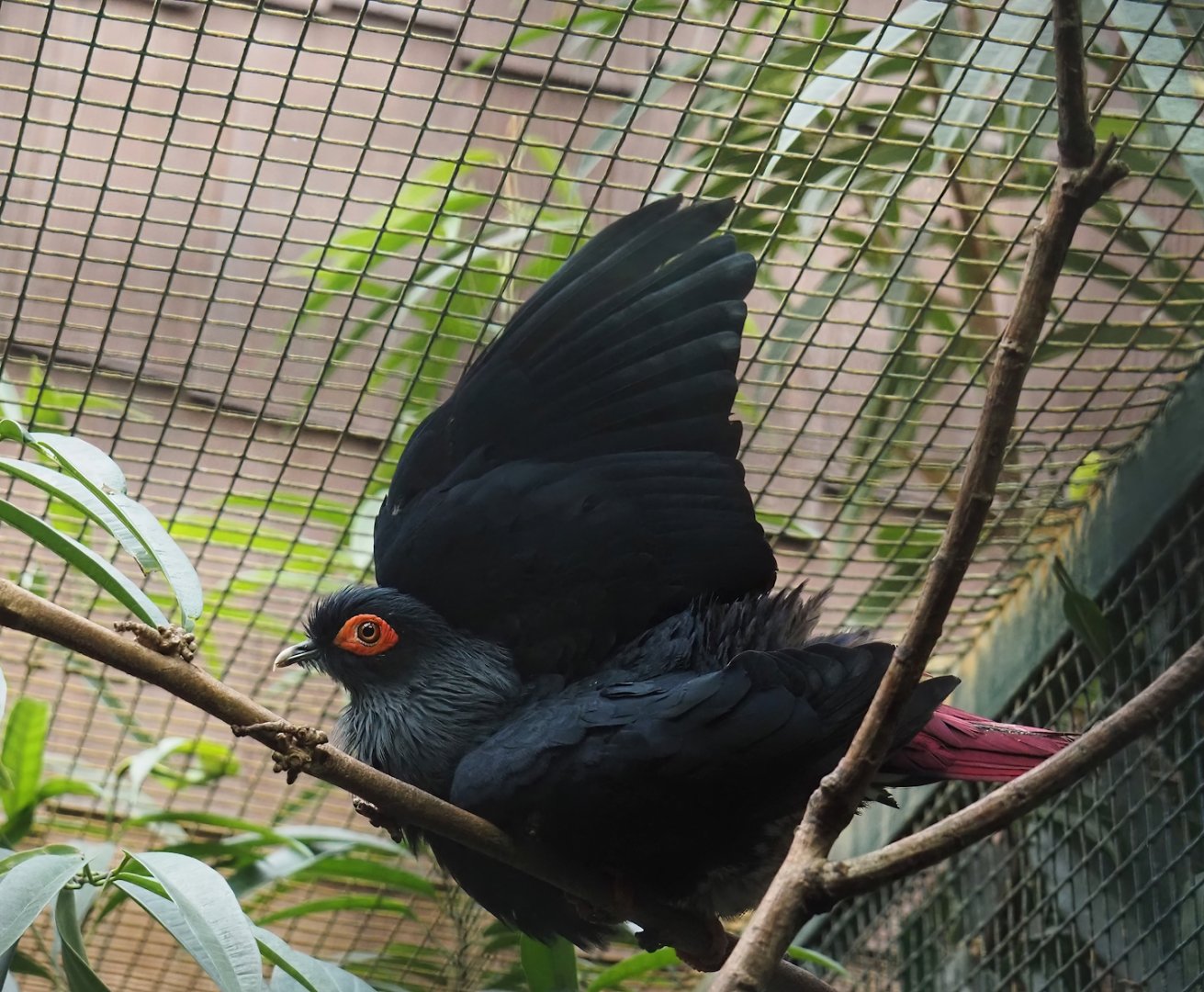 Madagascar blue pigeon (Alectroenas madagascariensis), 2024-05-22