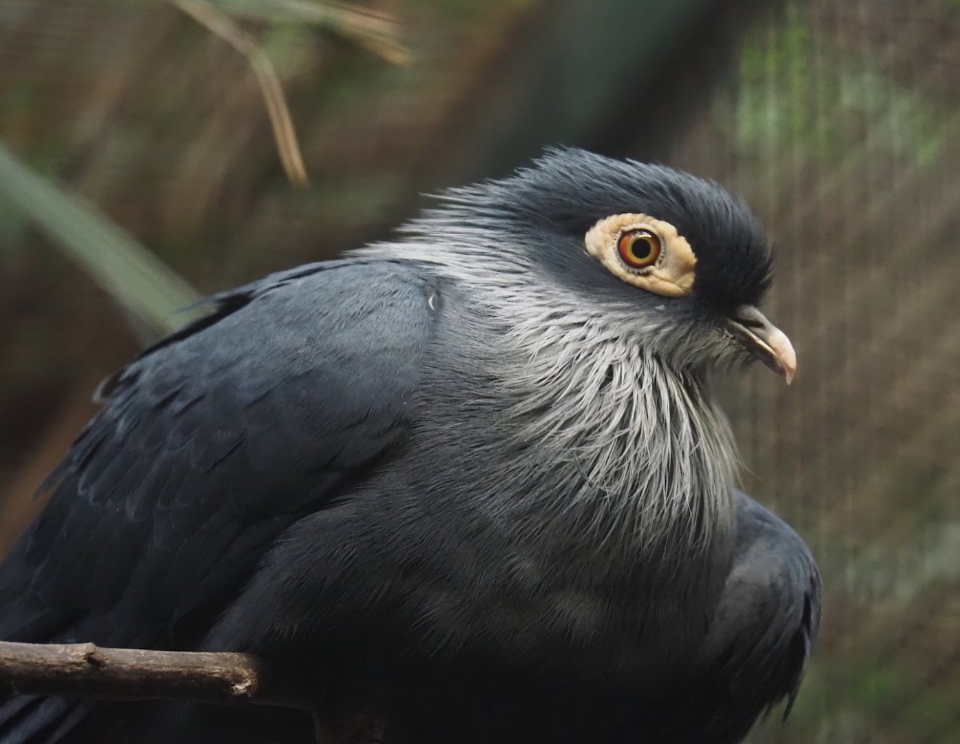 Madagascar blue pigeon (Alectroenas madagascariensis), 2024-05-22