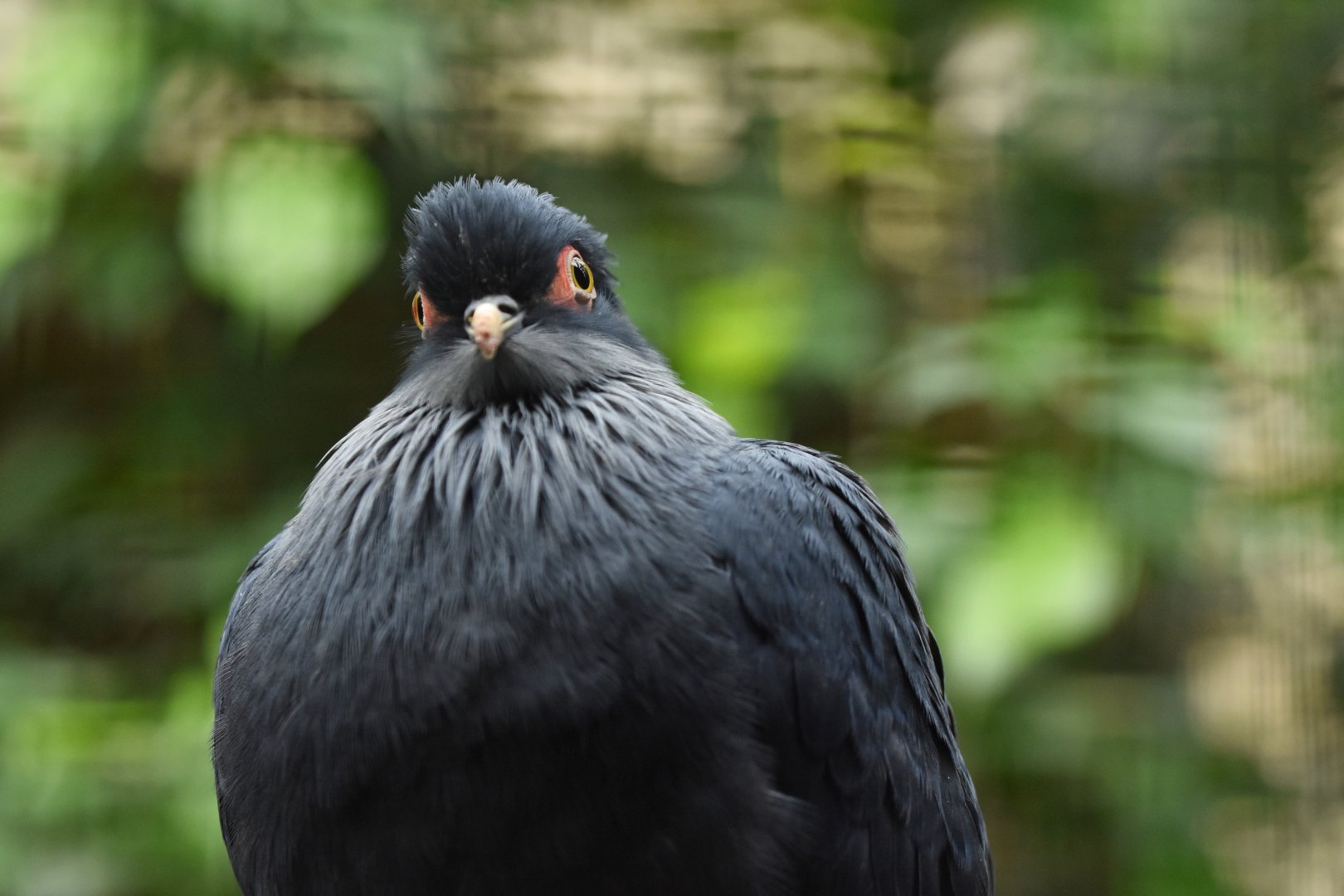 Madagascar Blue-Pigeon Alectroenas madagascariensis