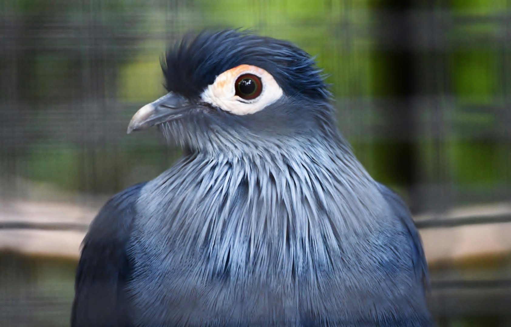 Madagascar Blue Pigeon (Alectroenas madagascariensis)