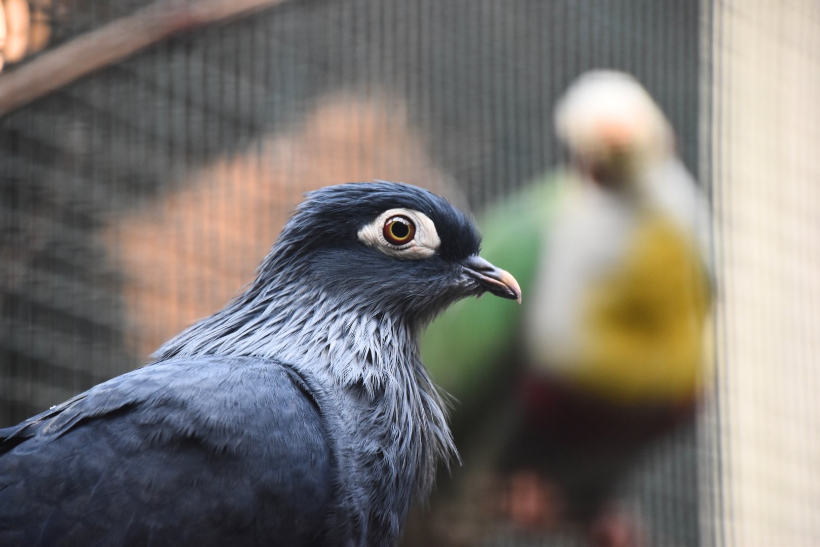 Madagascar blue pigeon, Alectroenas madagascariensis
