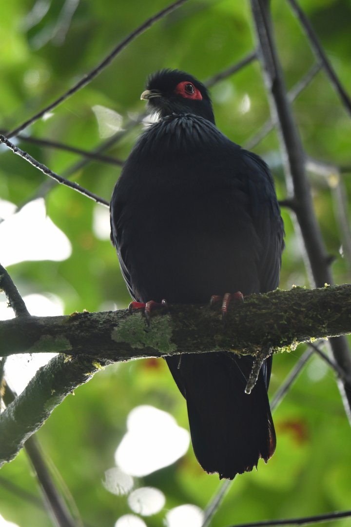 Madagascar Blue-Pigeon Alectroenas madagascariensis