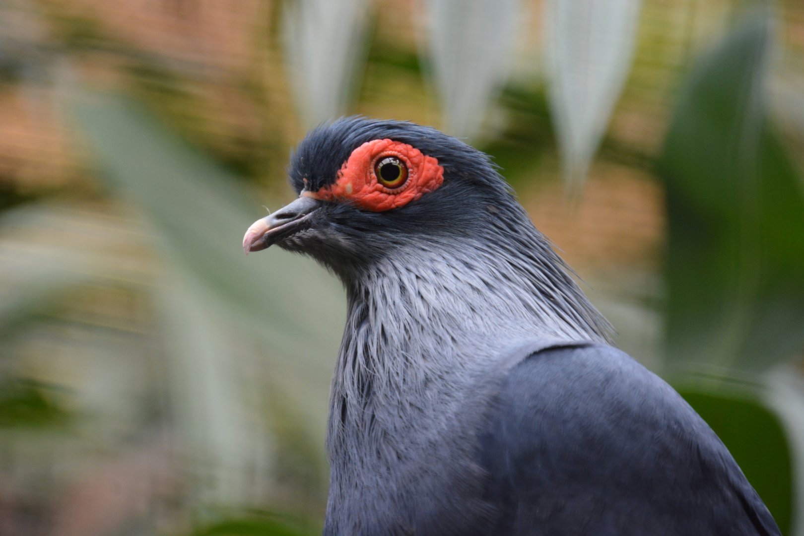 Madagascar blue-pigeon (Alectroenas madagascariensis)