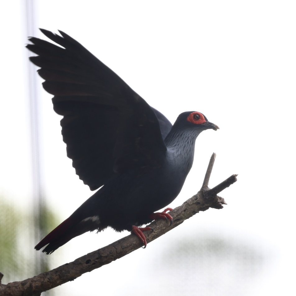 Madagascar Blue Pigeon (Alectroenas madagascariensis)