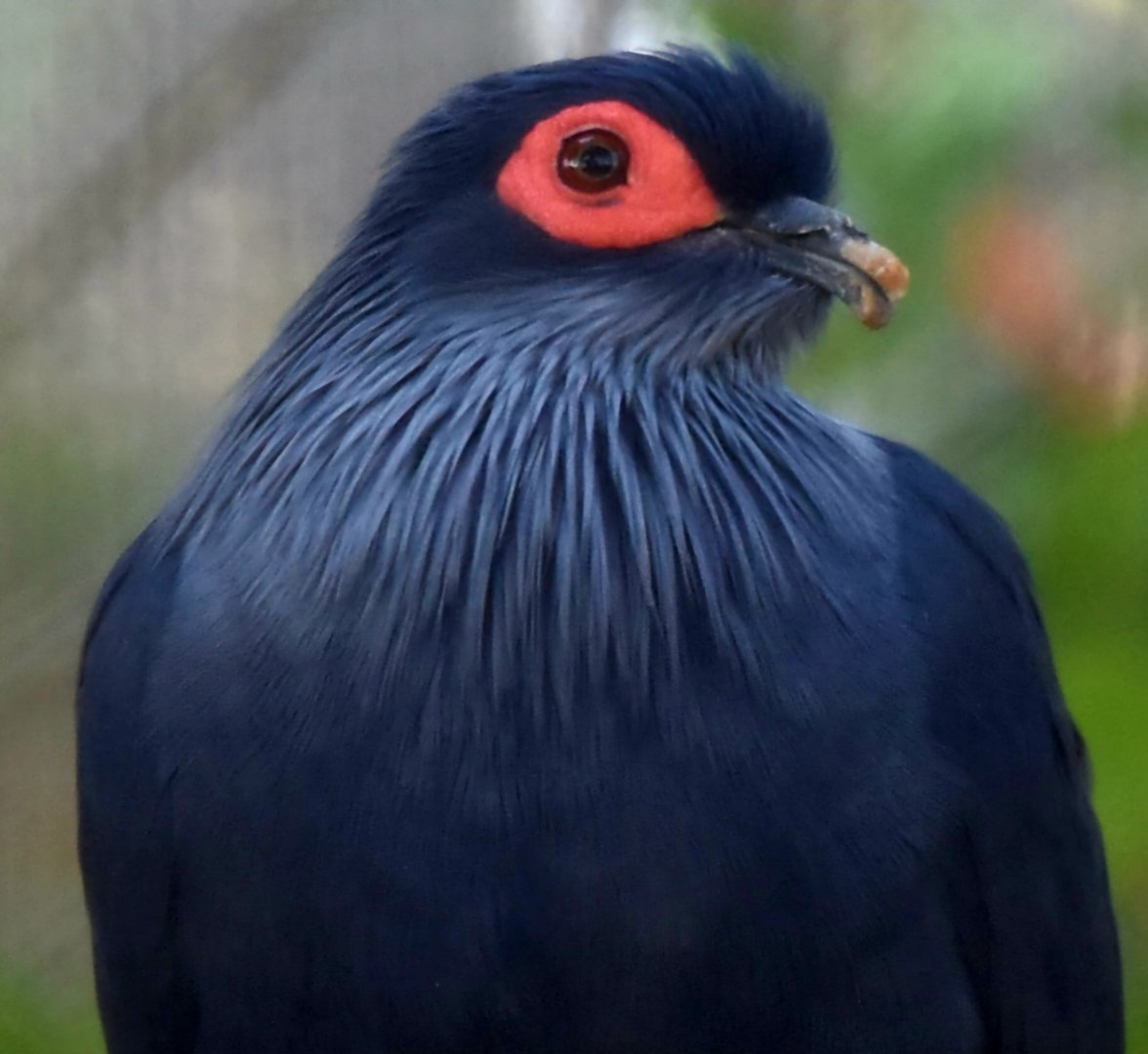 Madagascar Blue Pigeon (Alectroenas madagascariensis)