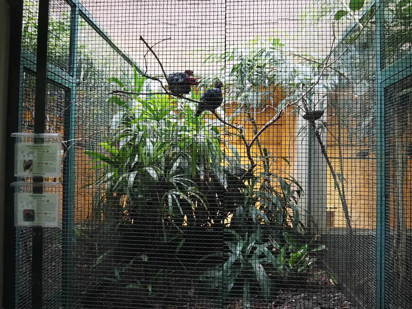 Madagascar blue pigeon and Crimson-hooded manakin aviary, 2024-05-22