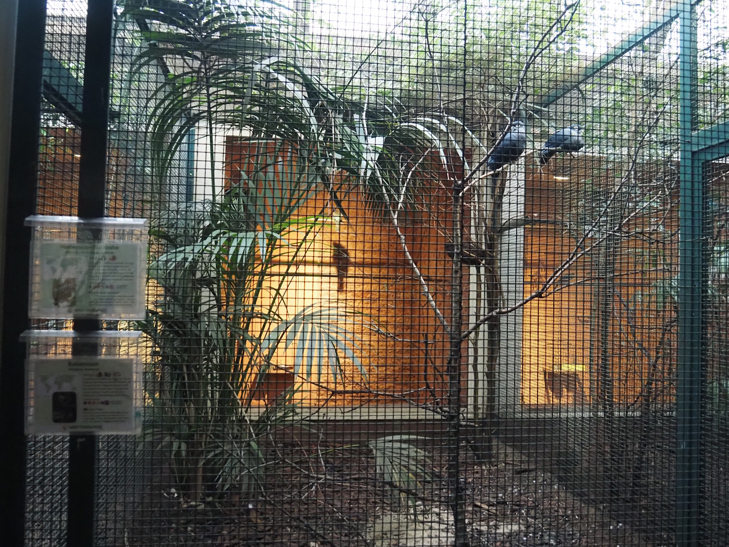 Madagascar blue pigeon and Cuban trogon aviary, 2024-05-22