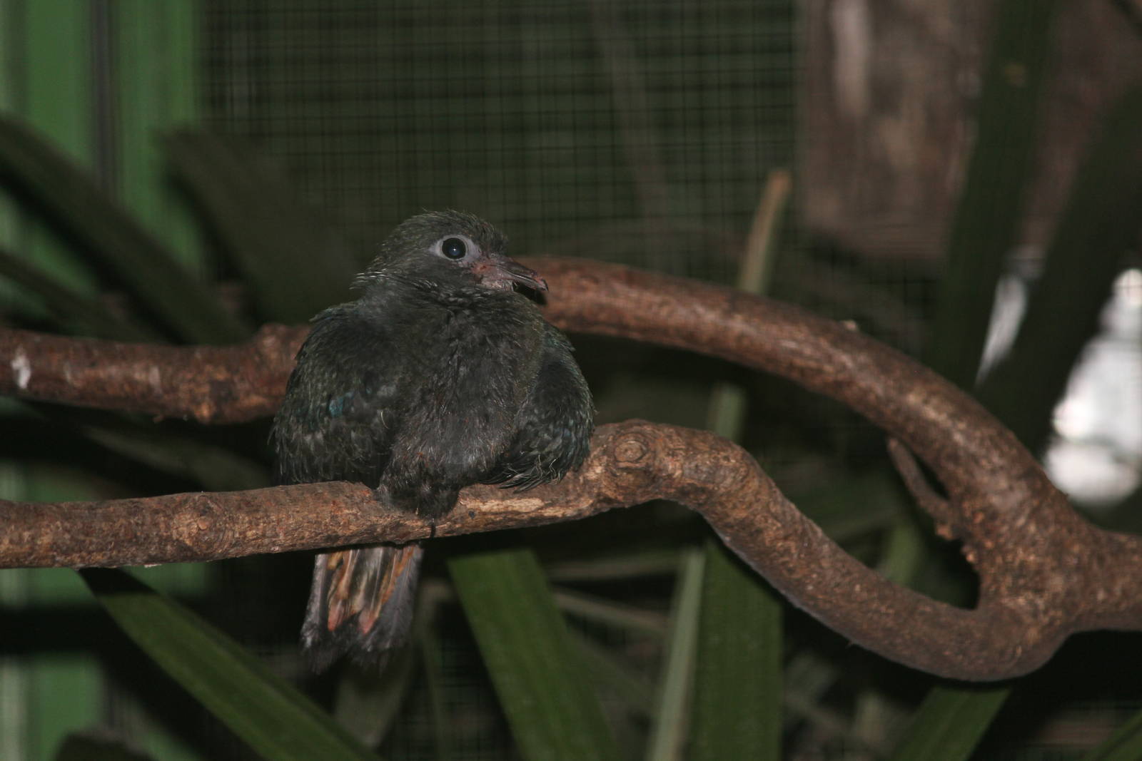 Madagascar blue-pigeon