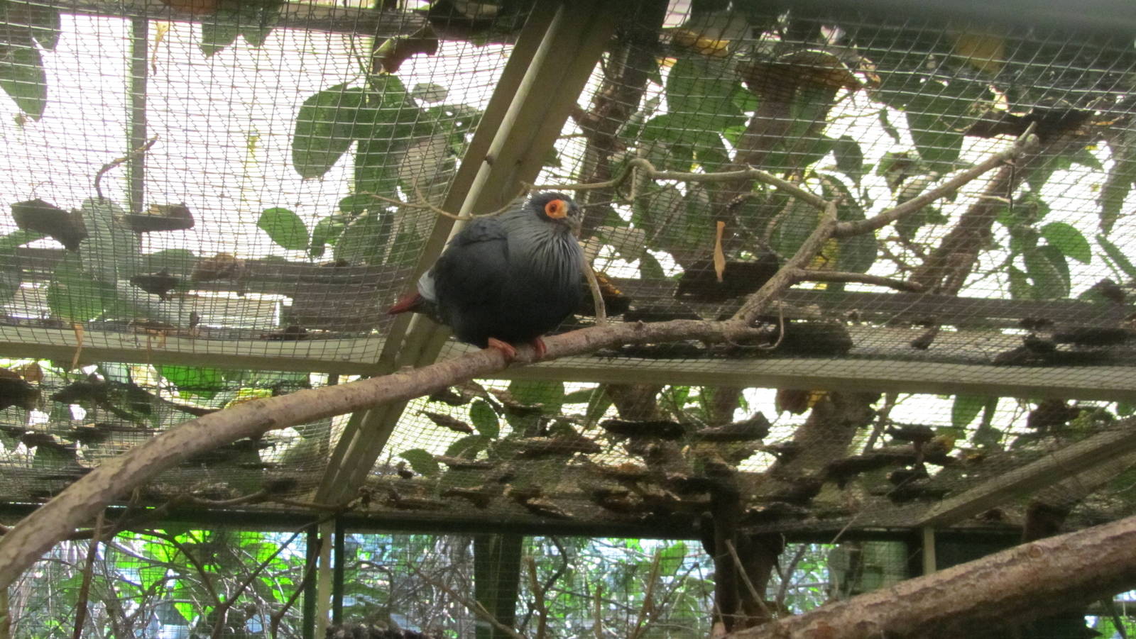 Madagascar blue-pigeon