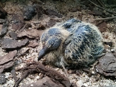 Madagascar Blue-pigeon