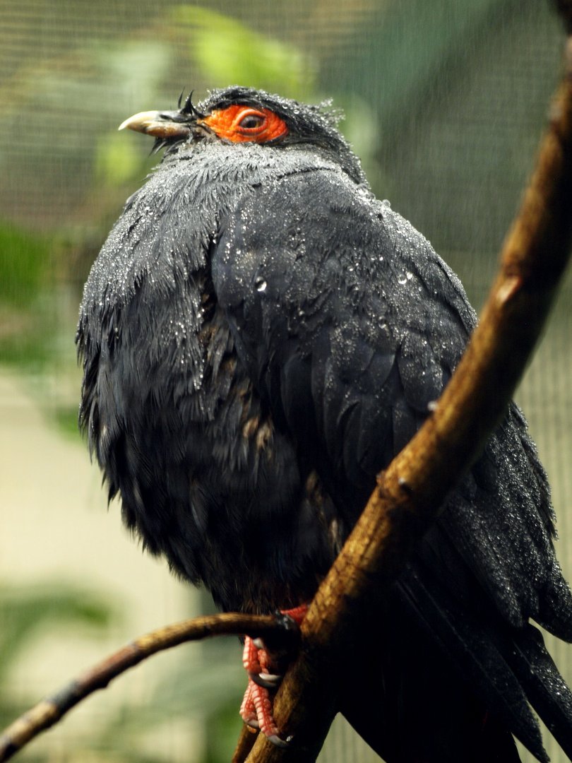 Madagascar blue pigeon