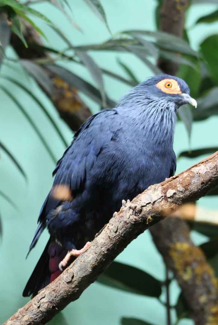 Madagascar blue-pigeon