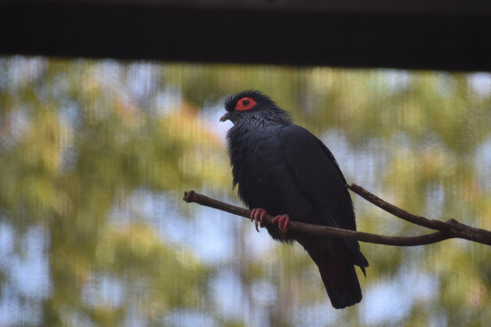 Madagascar Blue Pigeon