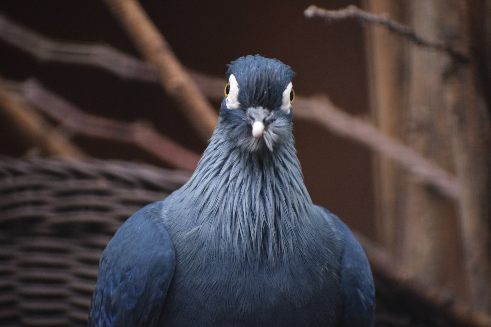 Madagascar blue-pigeon