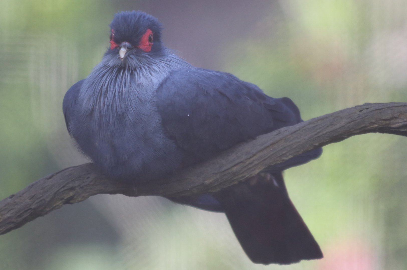 Madagascar Blue Pigeon