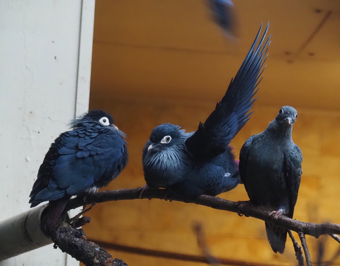 Madagascar blue pigeons (Alectroenas madagascariensis), 2024-05-22