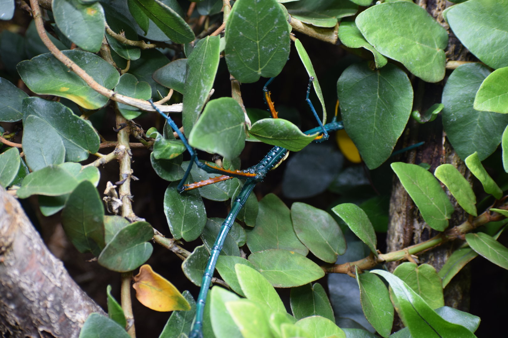 Madagascar blue stick insect