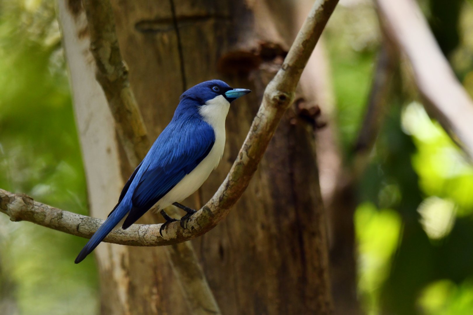 Madagascar Blue Vanga Cyanolanius madagascarinus