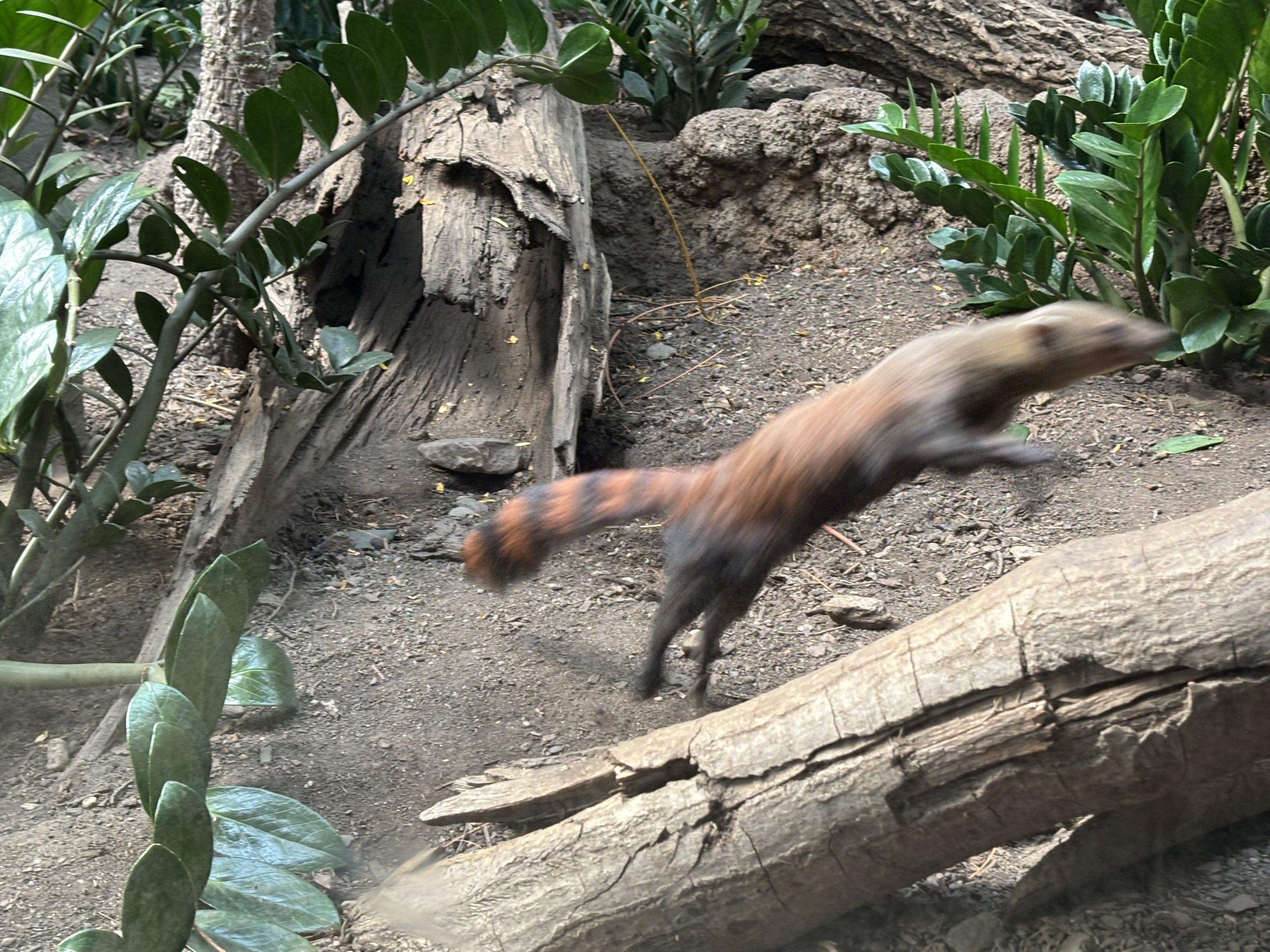 Madagascar! Blur of motion!