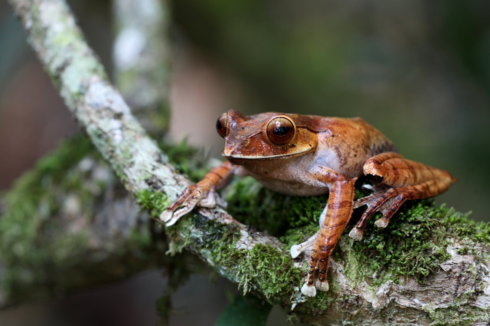 Madagascar Bright-eyed Frog (Boophis madagascariensis)