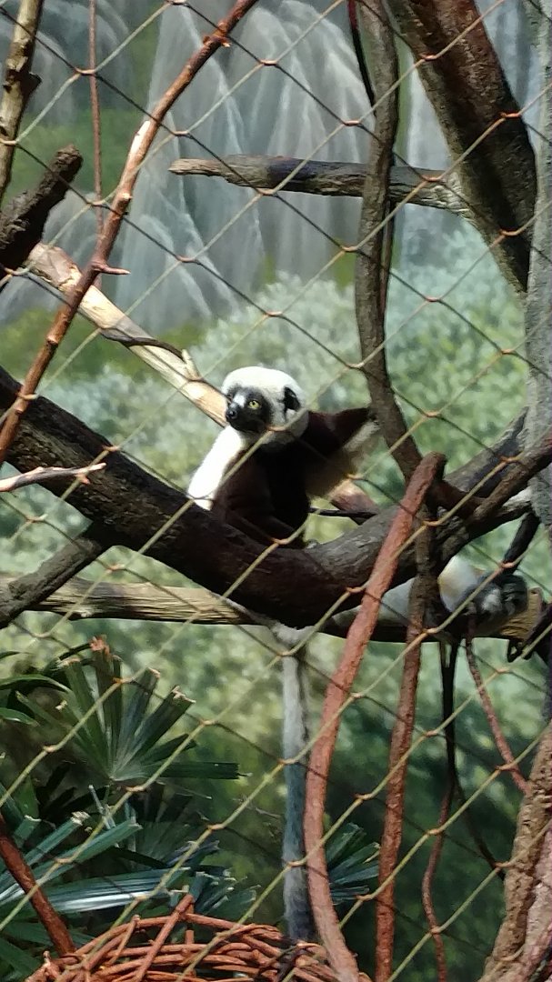 Madagascar! Bronx Zoo Sifaka
