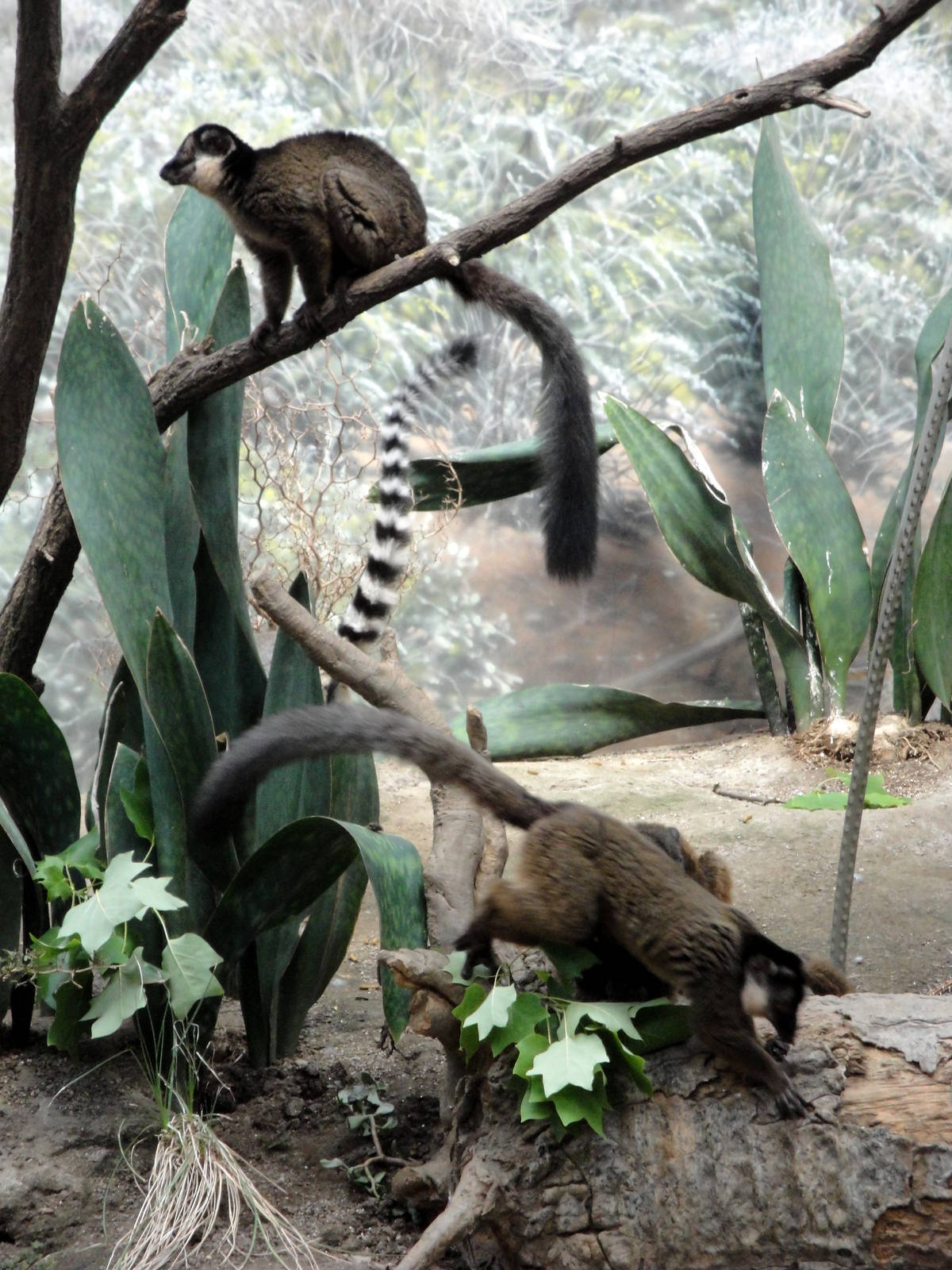 Madagascar - Brown Lemurs and Ring-tailed Lemur